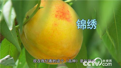 致富经:疯狂大叔“赌”出亿万财富(20170830)