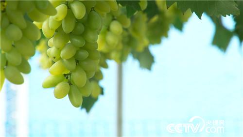 致富经:疯狂大叔“赌”出亿万财富(20170830)