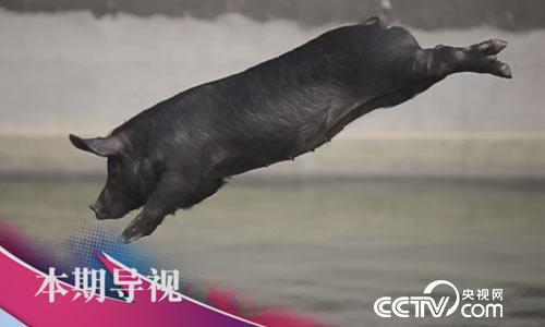 食尚大转盘:减肥黑猪会 9月3日