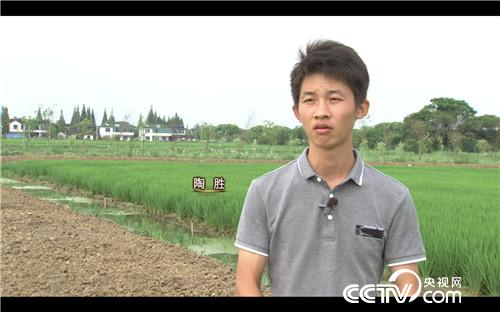 致富经:稻田里抓出4000万(20170907)