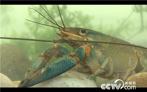 致富经:稻田里抓出4000万(20170907)