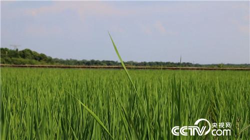 致富经:爱美懒媳妇 懒招赚快钱(20170913)