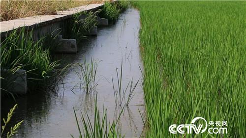 致富经:爱美懒媳妇 懒招赚快钱(20170913)