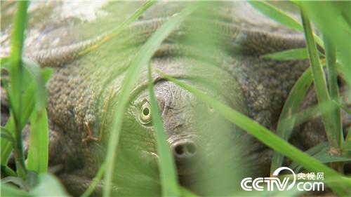 致富经:爱美懒媳妇 懒招赚快钱(20170913)