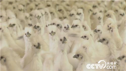 致富经:乌鸡汉 香猪妹 千万财富一个招(20170915)