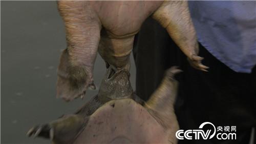 致富经:我要养鳖 我要出名(20170918)