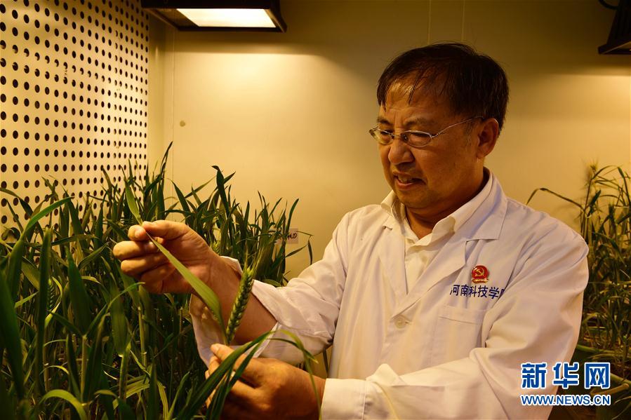 　在河南科技学院小麦研究中心，茹振钢在人工气候实验室查看小麦长势（9月30日摄）。