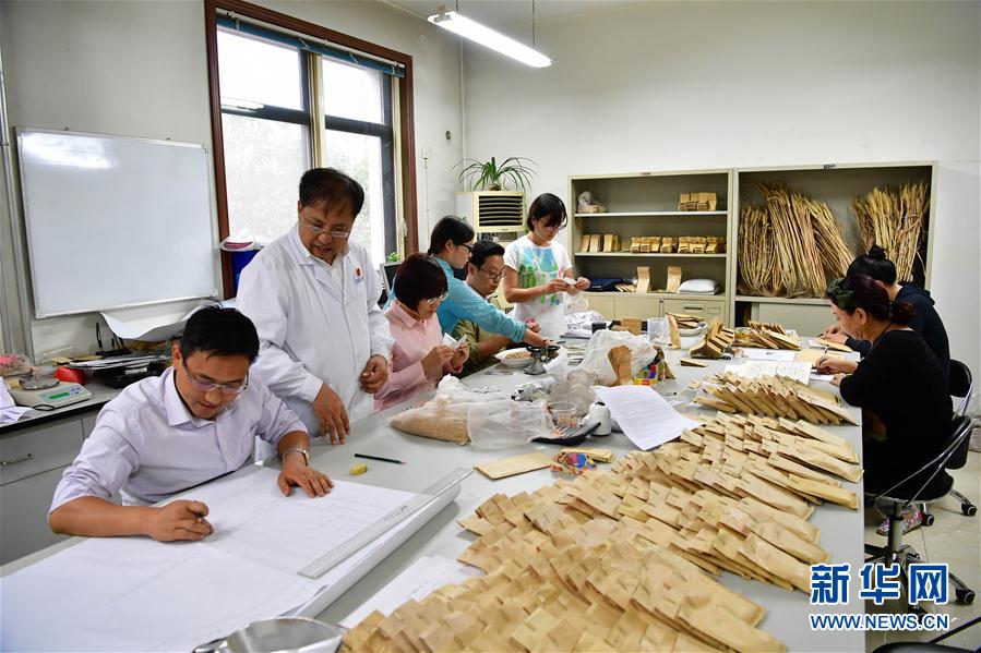 在河南科技学院小麦研究中心，茹振钢（左二）带领团队在实验室中忙碌（9月30日摄）。新华社记者 冯大鹏 摄
