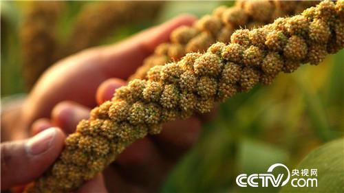 致富经:小伙儿老汉对着干 一年干出2000万(20171012)