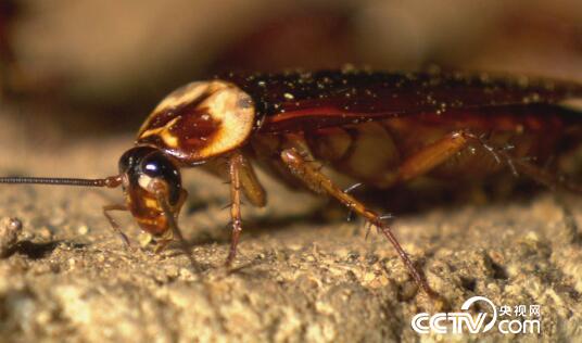 绿色时空:隐藏在中药里的“名贵辅料” 10月29日