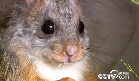 绿色时空:隐藏在中药里的“名贵辅料” 10月29日