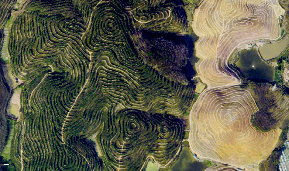 Pu&rsquo;er tableland tea garden