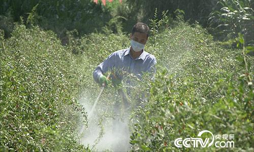 绿色时空:枸杞卖价高 全凭“防”得妙 11月5日