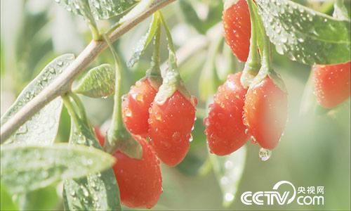 绿色时空:枸杞卖价高 全凭“防”得妙 11月5日