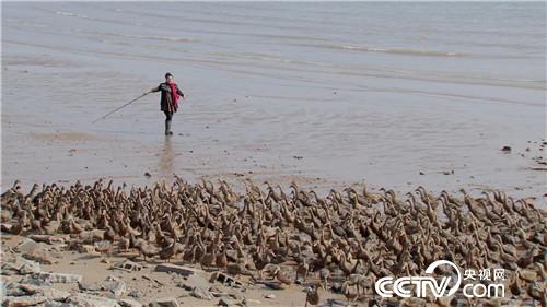 致富经:媳妇们的美人心计(20171103)
