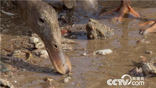 致富经:媳妇们的美人心计(20171103)