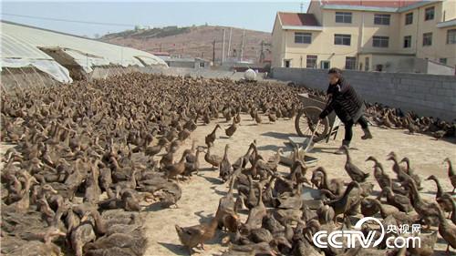 致富经:媳妇们的美人心计(20171103)