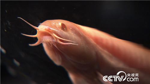 致富经:养红色泥鳅 年入3000万的秘密(20171115)