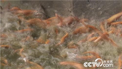 致富经:养红色泥鳅 年入3000万的秘密(20171115)