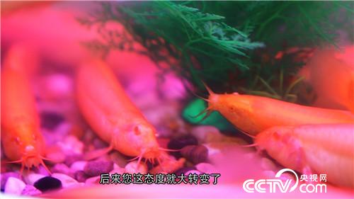 致富经:养红色泥鳅 年入3000万的秘密(20171115)