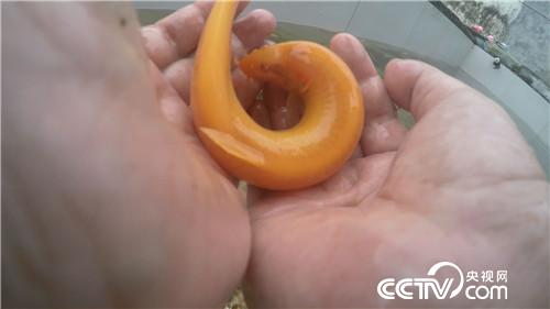 致富经:养红色泥鳅 年入3000万的秘密(20171115)