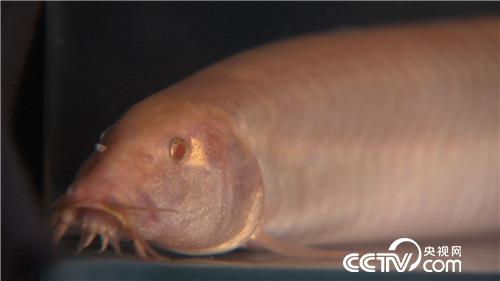 致富经:养红色泥鳅 年入3000万的秘密(20171115)