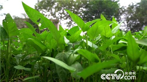 致富经:水面上漂来的财富(20171120)