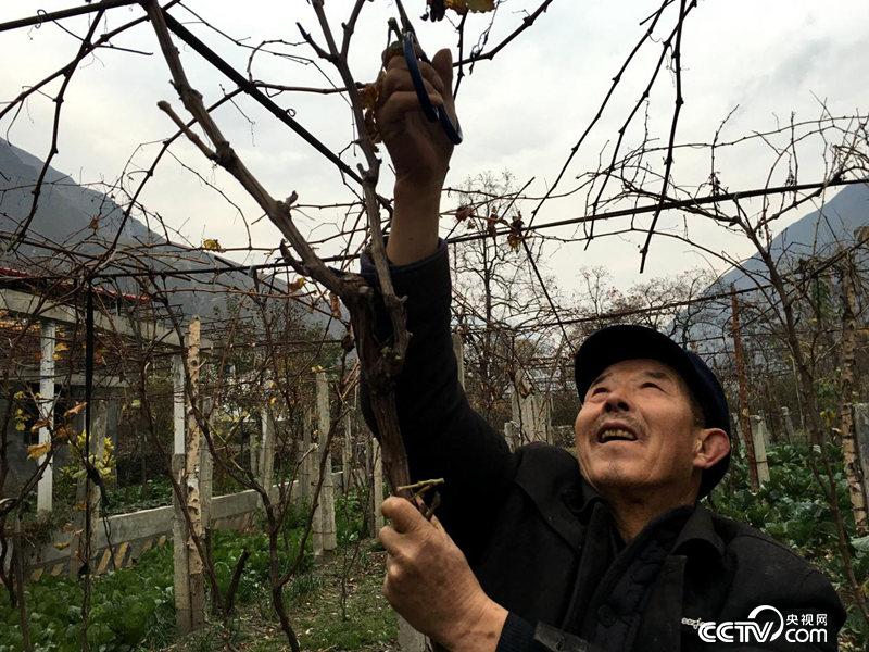 村民袁旺安正在修剪葡萄枝