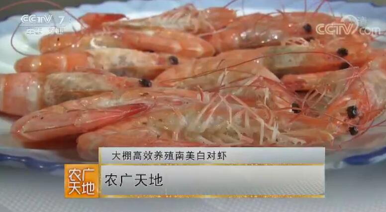 大棚高效养殖南美白对虾