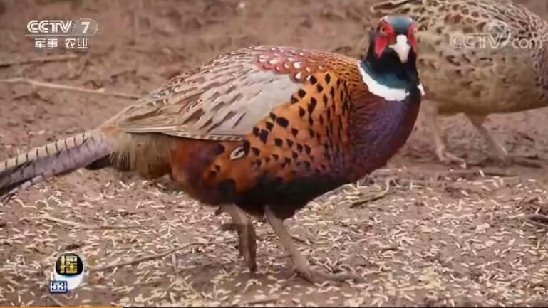 饲养有妙方 养山鸡好赚钱