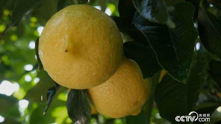 一道流传许久的家常菜 傣族柠檬鸡