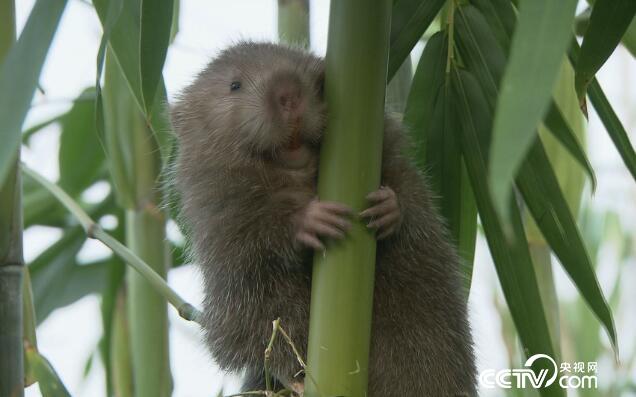 绿色时空:小竹鼠啃出“大钱途” 12月17日