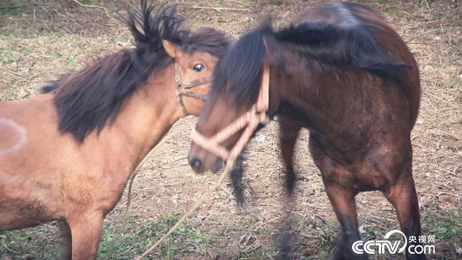 乡土:欢欢喜喜过苗年 1月11日