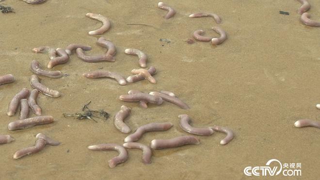 沙子里蠕动的千万财富