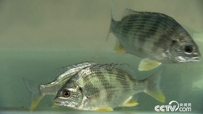 牛哥遇骗局 反赚亿万财