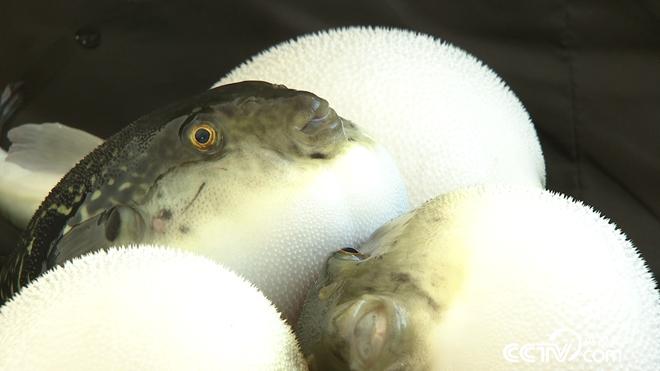 驯服铁齿钢牙剧毒鱼 年赚亿万