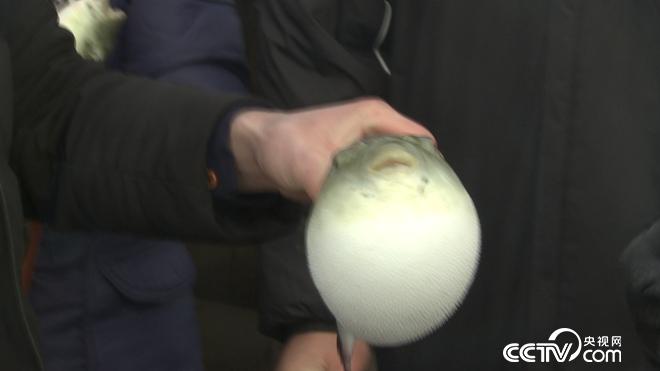 驯服铁齿钢牙剧毒鱼 年赚亿万