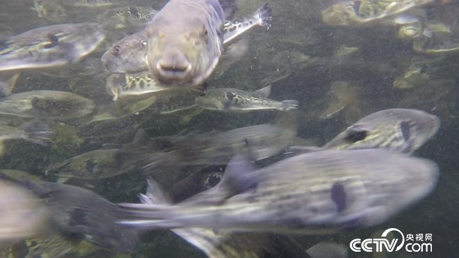驯服铁齿钢牙剧毒鱼 年赚亿万