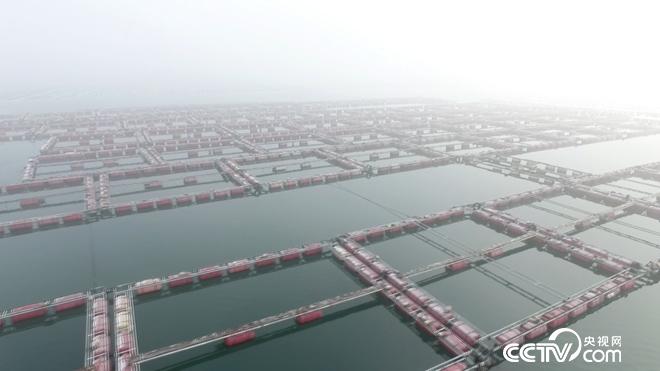 驯服铁齿钢牙剧毒鱼 年赚亿万