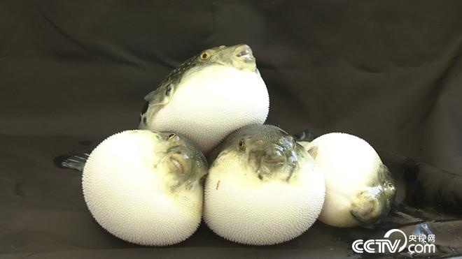 驯服铁齿钢牙剧毒鱼 年赚亿万