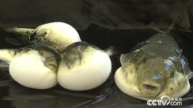 驯服铁齿钢牙剧毒鱼 年赚亿万