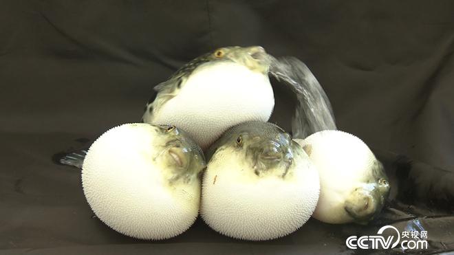 驯服铁齿钢牙剧毒鱼 年赚亿万