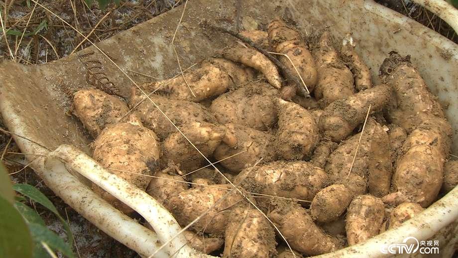 洗发工被打后进山寻财