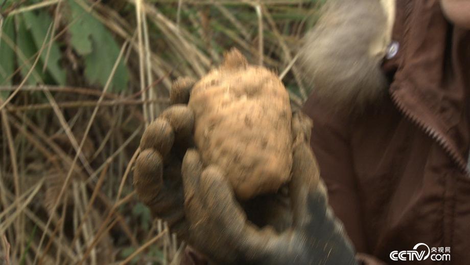 洗发工被打后进山寻财