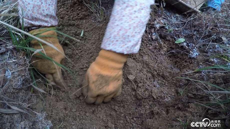 洗发工被打后进山寻财