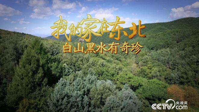 乡土:我的家在东北-白山黑水有奇珍 2月12日