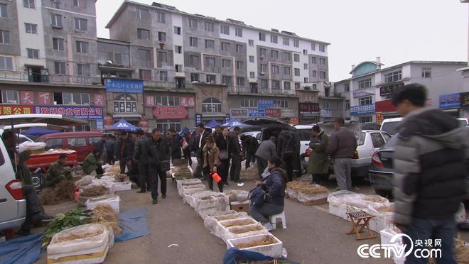 乡土:我的家在东北-白山黑水有奇珍 2月12日