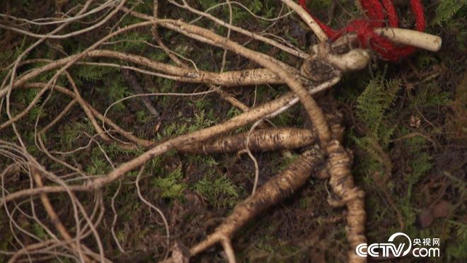 乡土:我的家在东北-白山黑水有奇珍 2月12日