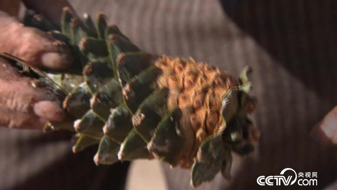 乡土:我的家在东北-白山黑水有奇珍 2月12日