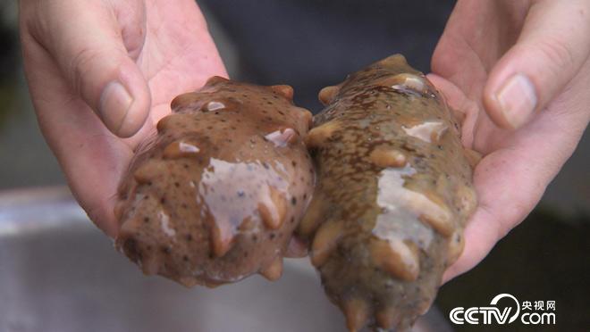 乡土:我的家在东北-白山黑水有奇珍 2月12日